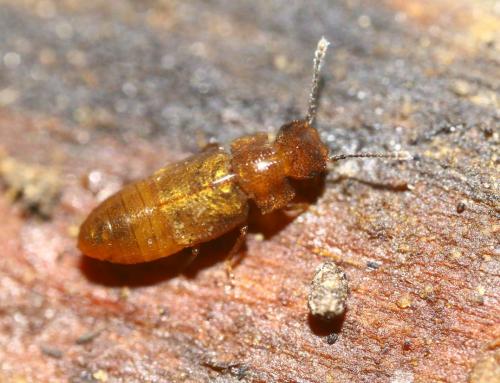 Metopsia clypeata